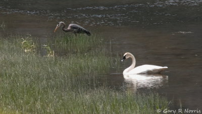 Swan, Trumpeter IMG_5183.jpg