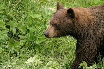 Black Bear IMG_5409.jpg