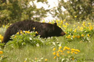 Black Bear IMG_5488_1.jpg