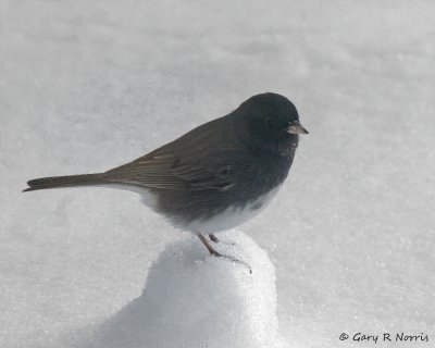 Junco, Dark-eyed IMG_5023.jpg