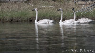 Swan, Trumpeter IMG_6054.jpg