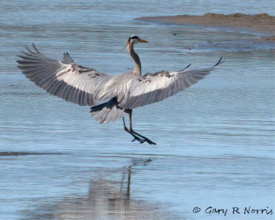 Heron, Great Blue IMG_6358.jpg