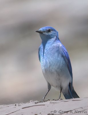 Bluebird, Mountain IMG_6534.jpg