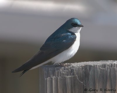 Swallow, Tree IMG_6591.jpg