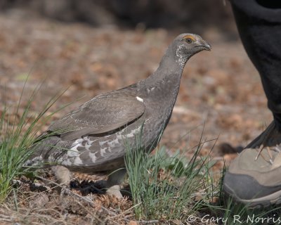 Grouse, Blue IMG_6794.jpg