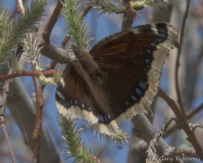 Mourning Cloak butterfly IMG_6831.jpg