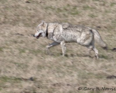 Gray Wolf IMG_7213.jpg