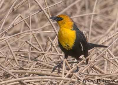 Blackbird, Yellow-headed IMG_8644.jpg