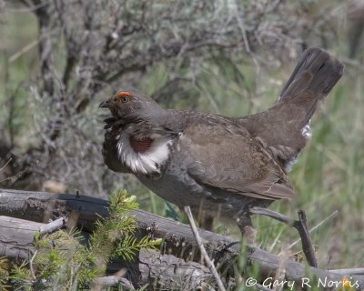 Grouse, Blue IMG_8652.jpg