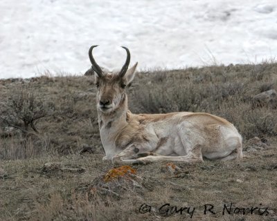 Pronghorn IMG_1980.jpg