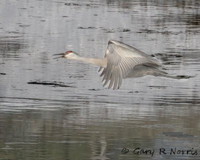 Crane, Sandhill IMG_2010.jpg