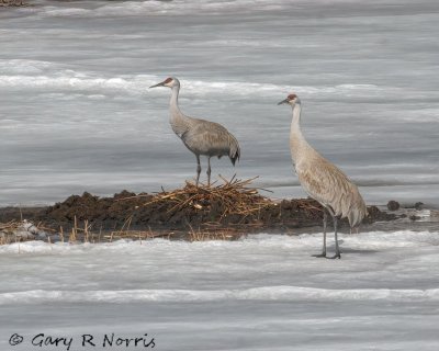 Crane, Sandhill IMG_1858.jpg