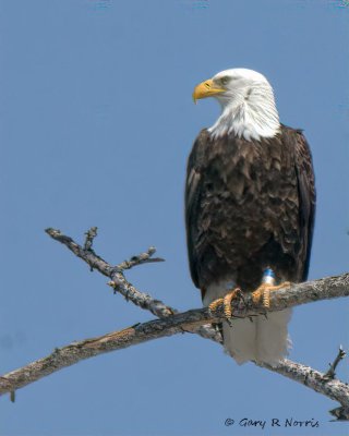 Eagle, Bald IMG_1914.jpg