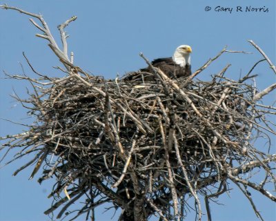 Eagle, Bald IMG_1921.jpg