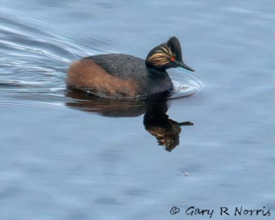 Grebe, Eared IMG_2294.jpg