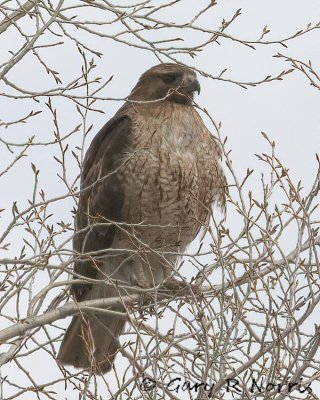 Hawk, Red-tailed IMG_2420.jpg