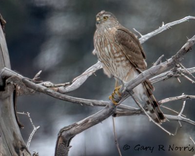 Hawk, Sharp-shinned IMG_2733.jpg