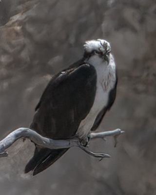 Osprey IMG_2776.jpg