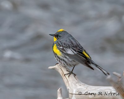 Warbler, Yellow-rumped IMG_3147.jpg