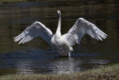 Swan, Trumpeter IMG_3253.jpg