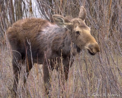 Moose Calf IMG_3860.jpg