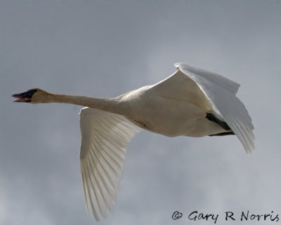 Swan, Trumpeter IMG_2051.jpg