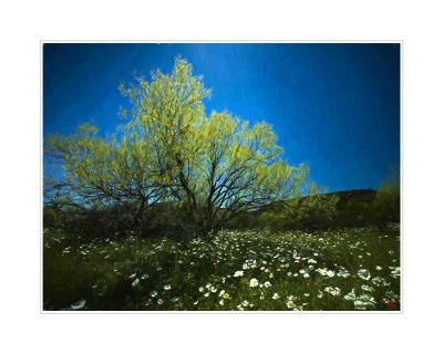 Art Poster_2019 Wildflowers Hills Country_Embracing the Sun_Rembrandt_16x20 copy.jpg