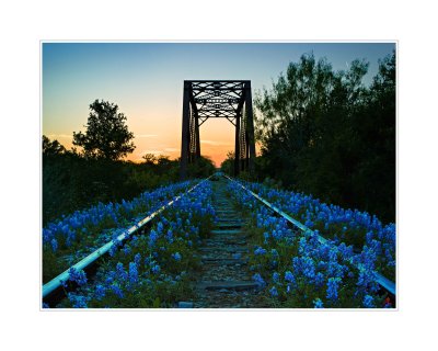 Art Poster_2019 Wildflowers Hills Country_RR Bridge_16x20 copy.jpg