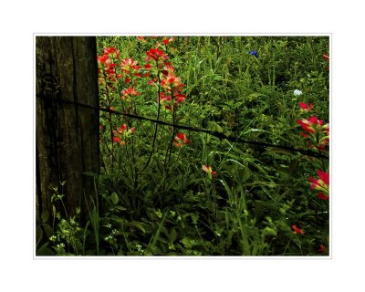 Art Poster_2019 Wildflowers Raindrops Brenham_4x3 Crop_16x20 copy.jpg
