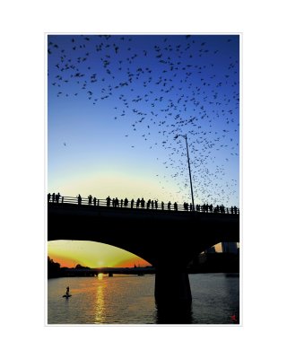Art Poster_Austin Bats Over Congress Bridge_GR_16x20 copy.jpg