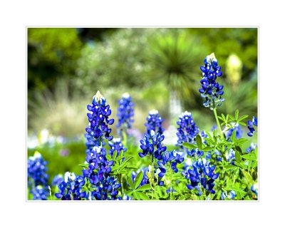 Art Poster_Blue Bonnet_16x20 copy.jpg