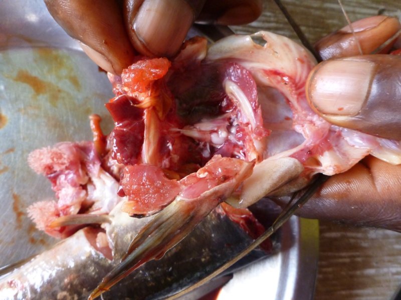 Nigeria - demonstrating how to find pituitary gland (injected to induce fish spawning)