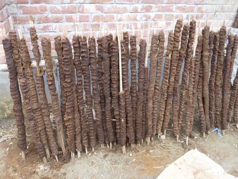 Bangladesh - cow manure drying on sticks for fuel