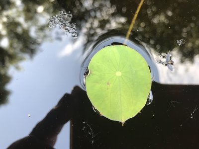 First leaf, about an inch across.jpg