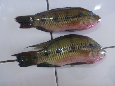 pchsa1.jpg