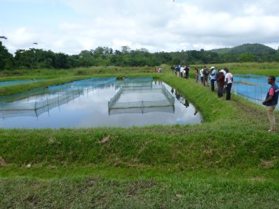 Sierra Leone - World Fish facility - hopes in pond 