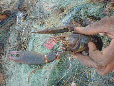 Zambia - introduced crawfish in Lake Kariba tangling fisherman's net