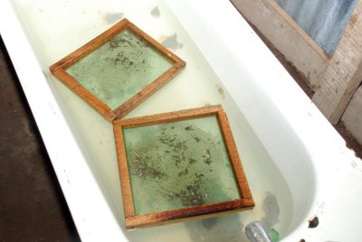 Nigeria - using bath tubs for incubating catfish eggs