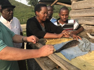 Uganda - injecting hormones into female catfish to cause spawning