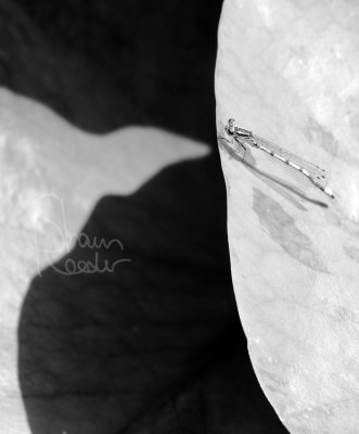 SR171463mono_webSig.jpg