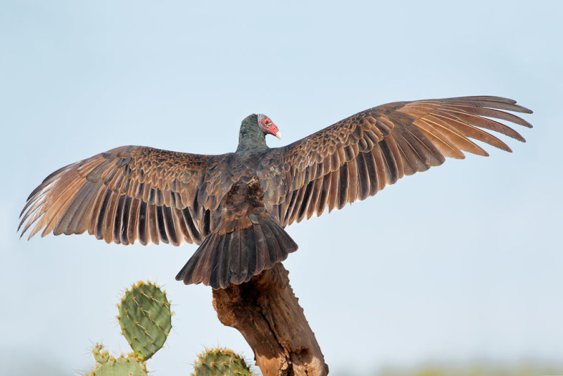 Turkey Vulture