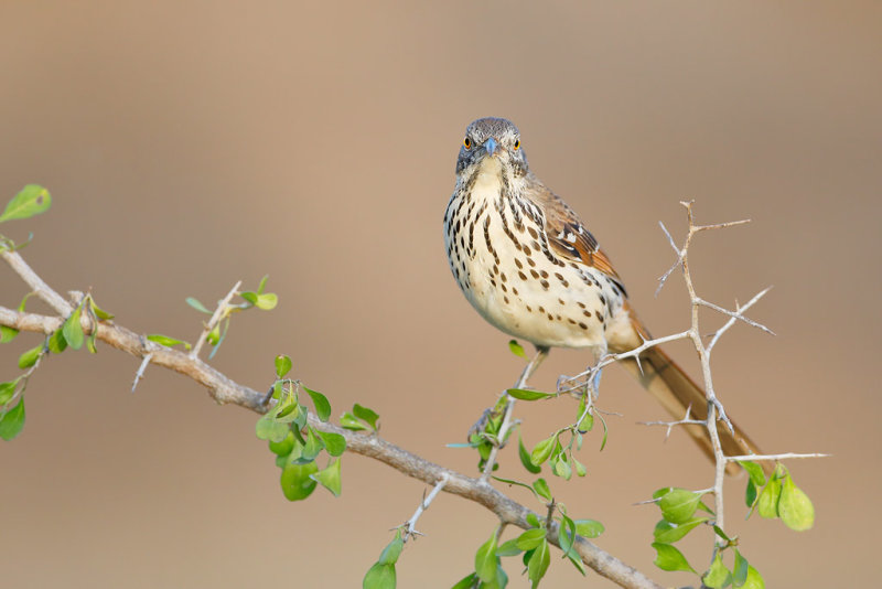 Long-billed Thrasher