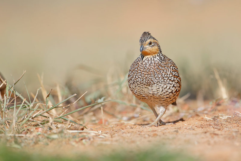 Northern Bobwhite