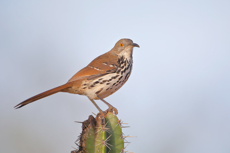 Long-billed Thrasher