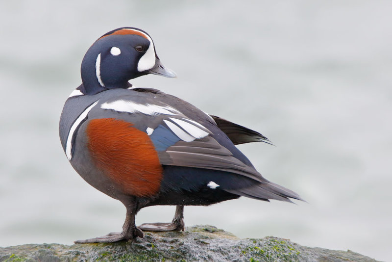 Harlequin Duck