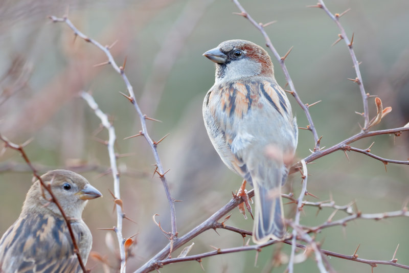 House Sparrow