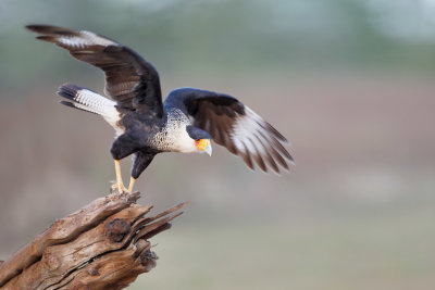 Crested Caracara