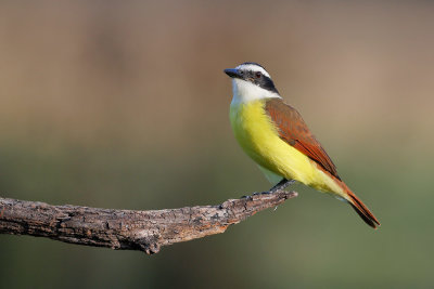 Great Kiskadee