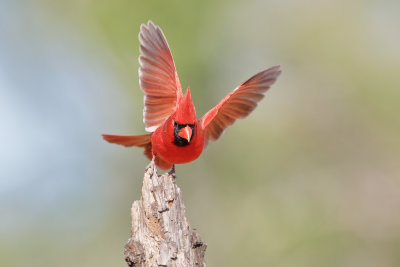 Northern Cardinal