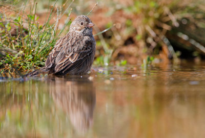 Vesper Sparrow